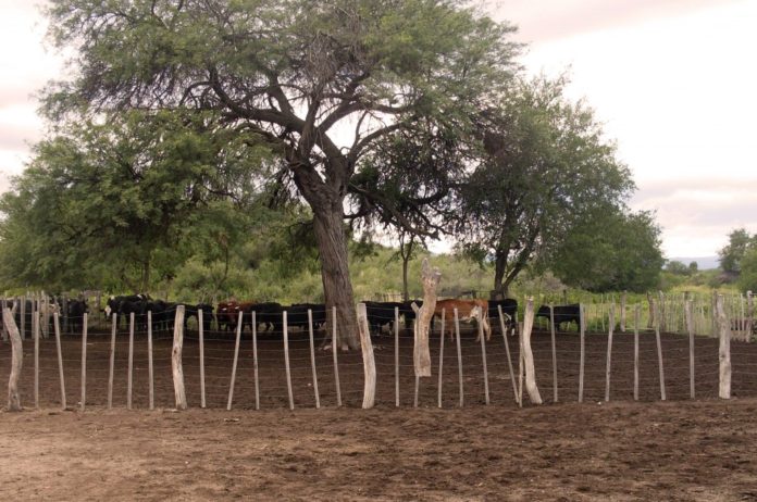 Vacas Sequia